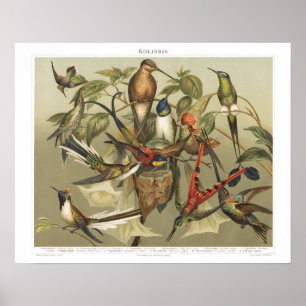 Vintage-Vogel-Druck Hummingbird 1800er Jahre Poster