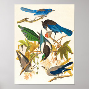 Vintage-Vogel-Druck Poster