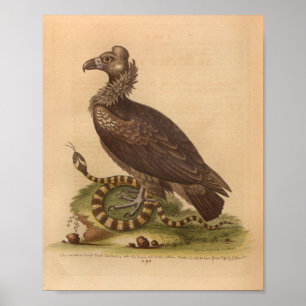Vintage-Vogel-Geier-Schlangen-Druck Poster