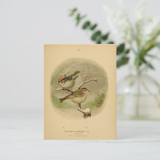 Vintage Vögel Golden Crownlet Vogelwelt Postkarte
