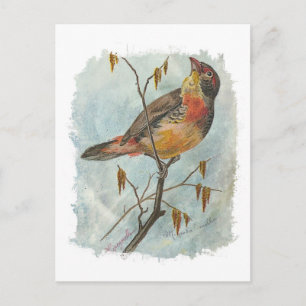 Vintage Vogel Postkarte