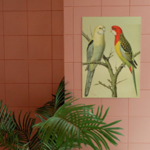 Vintage Vögel - ROSELLA PARAKEETS Poster