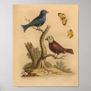 Vintage-Vogel-Rot-Blau-Schmetterlingsdruck Poster