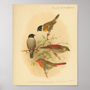 Vintage-Vogel Rot Gelb Schwarz Druck Poster