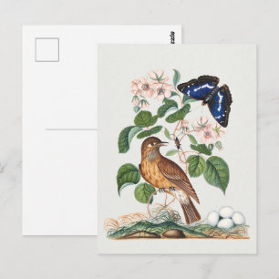 Vintage-Vogel- und botanischer Blumenkunst-Druck Postkarte