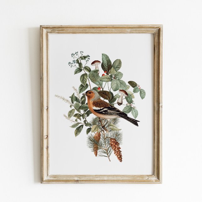 Vintage-Vogel- und Pilz-Botanik Poster (Von Creator hochgeladen)