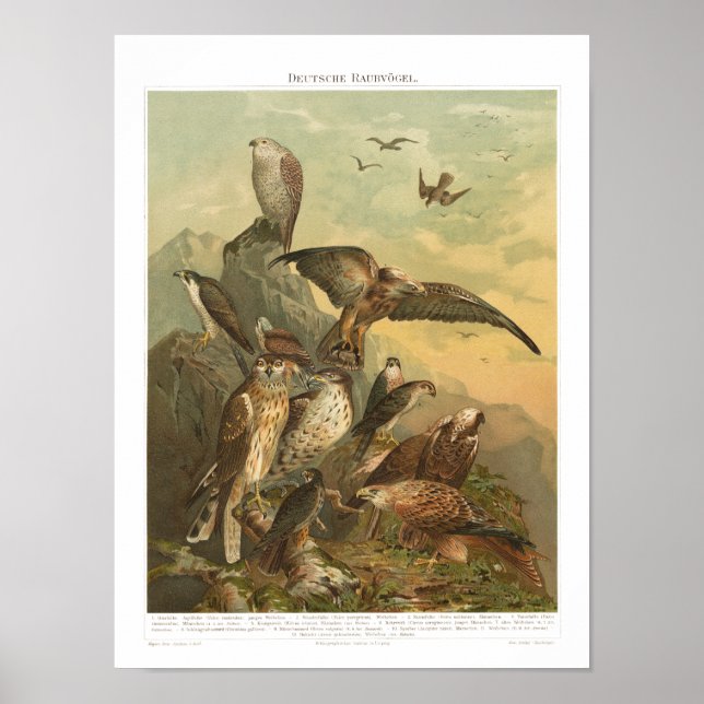 Vintage Vögel von Prey Print Poster (Vorne)
