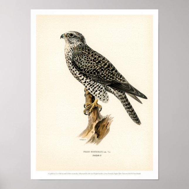 Vintage Vogelabbildungen - Gyr Falcon Poster (Vorne)
