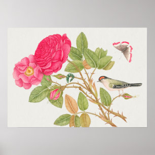 Vintage Vogeldarstellung Poster