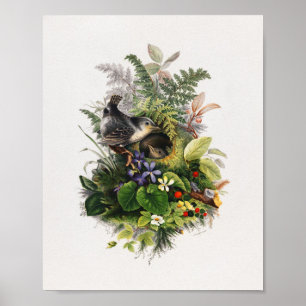 Vintage Vogeldarstellung Poster