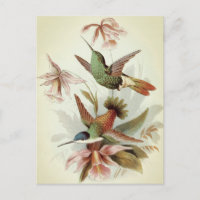 Vintage Vogeldarstellung