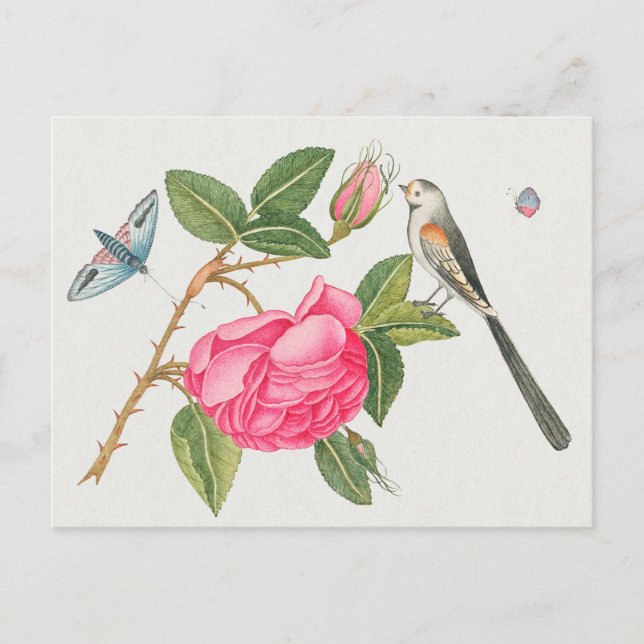 Vintage Vogeldarstellung Postkarte (Vorderseite)