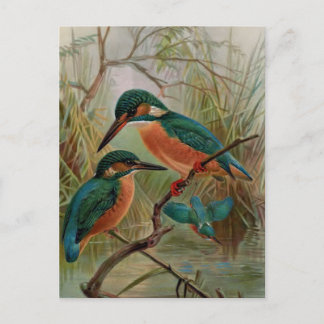 Vintage Vogeldarstellung Postkarte