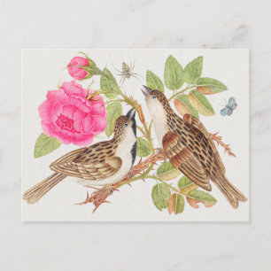 Vintage Vogeldarstellung Postkarte