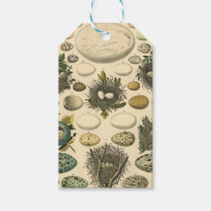 Vintage-Vogelei-Nest-Kunstmalerei Naturgeschichte Geschenkanhänger