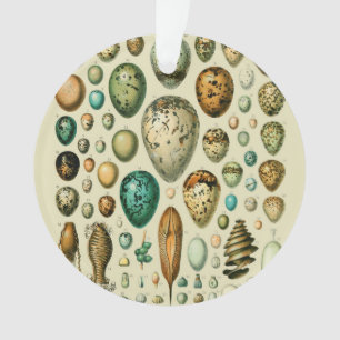 Vintage Vogeleier Französische Fischeier-Kunst Ornament