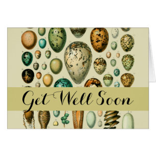 Vintage Vogeleier - Französisches Fischeier Art