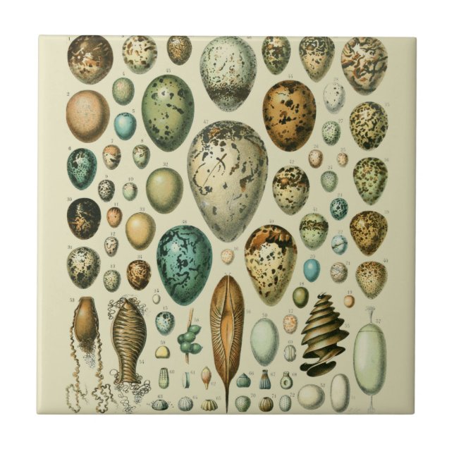 Vintage Vogeleier - Französisches Fischeier Art Fliese (Vorderseite)