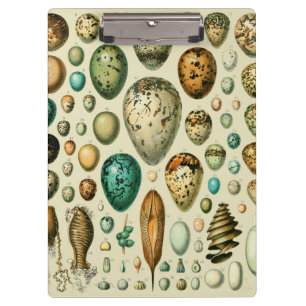 Vintage Vogeleier - Französisches Fischeier Art Klemmbrett