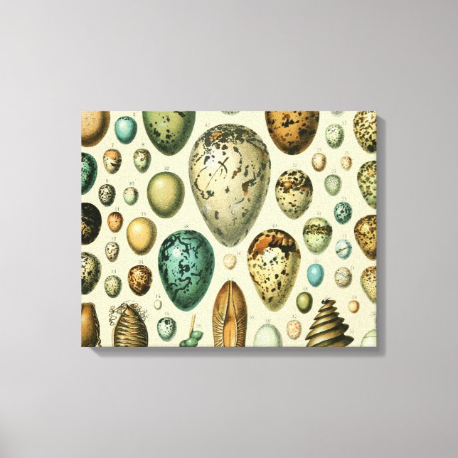 Vintage Vogeleier - Französisches Fischeier Art Leinwanddruck (Vorderseite)