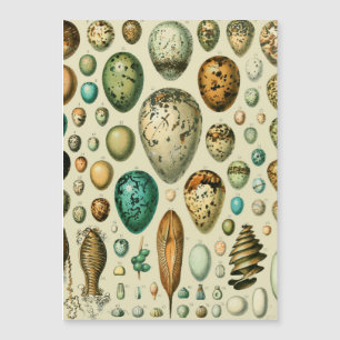 Vintage Vogeleier - Französisches Fischeier Art Magnetkarte