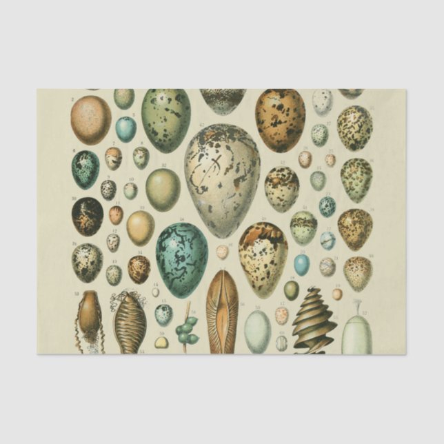 Vintage Vogeleier - Französisches Fischeier Art Seidenpapier (Vorderseite)