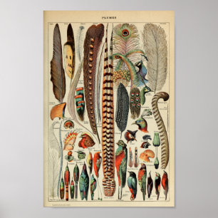Vintage Vogelfedern Poster