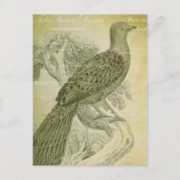 Vintage Vogelgrüne Federn Pfauenkollage