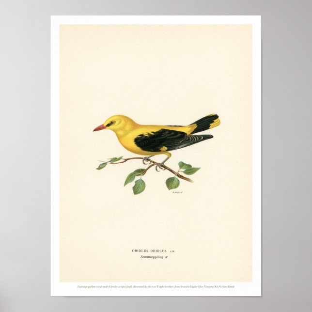 Vintage Vogelillustration - Golden Oriole - Poster (Vorne)