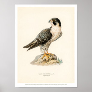 Vintage Vogelillustration - Peregrine Falcon Poste Poster