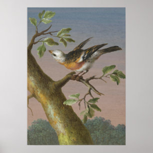 Vintage-Vogelillustration Poster