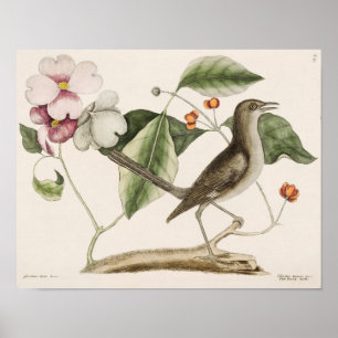 Vintage-Vogelillustration Poster
