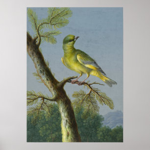 Vintage-Vogelillustration Poster