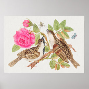 Vintage-Vogelillustration Poster