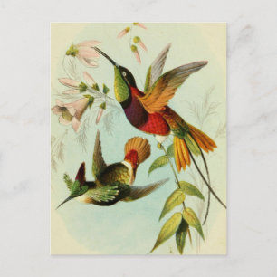 Vintage Vogelillustration Postkarte