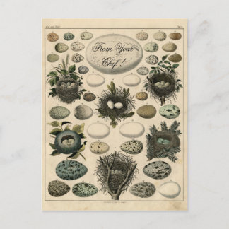 Vintage-Vogelnest-Ei-Illustration -Postkarte Postkarte