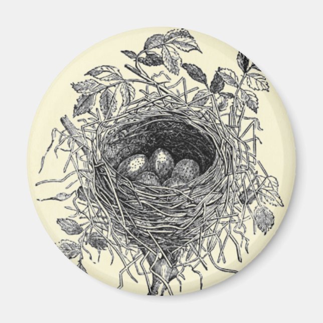 Vintage Vogelnest-Illustration Magnet (Vorne)