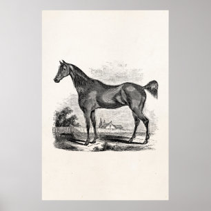 Vintage Vollblut Pferd Reitsport Personalisiert Poster