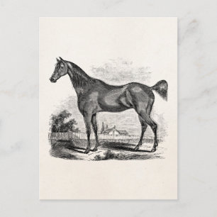 Vintage Vollblut Pferd Reitsport Personalisiert Postkarte