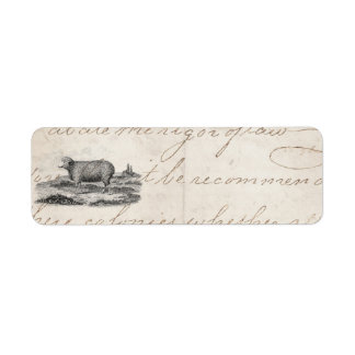 Vintage Vorlage des Merino-Schafs der 1800er Jahre
