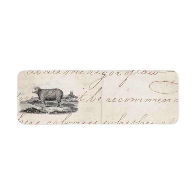 Vintage Vorlage des Merino-Schafs der 1800er Jahre (Vorne)