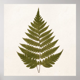 Vintage Vorlage für den grünen Olive-Fern aus 1800 Poster