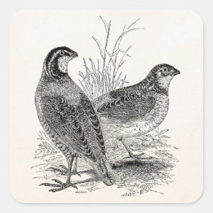 Vintage Wachtelvögel - Personalisierter Retro-Jagd Quadratischer Aufkleber