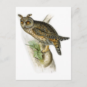 Vintage Waldohreule Asio Otus Postkarte