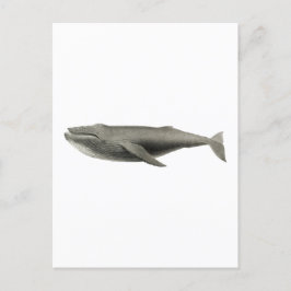 VINTAGE WALE ILLUSTRATION POSTCARD POSTKARTE