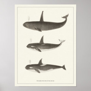 Vintage Wale - Orca oder Killer Wal Poster