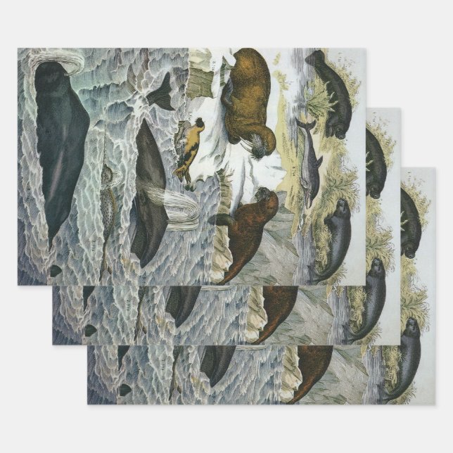 Vintage Wale, Siegel und Walrusse, Meerestiere Geschenkpapier Set (Set)