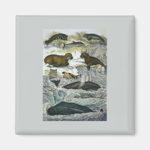 Vintage Wale, Siegel und Walrusse, Meerestiere Magnet