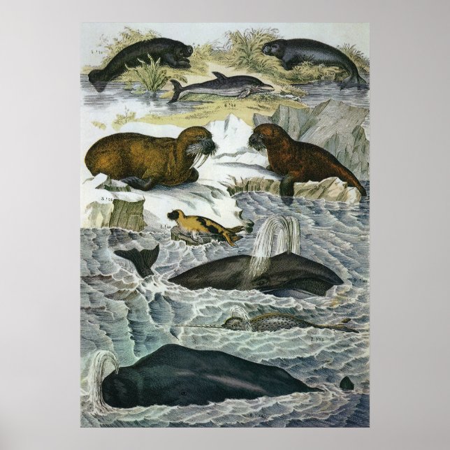 Vintage Wale, Siegel und Walrusse, Meerestiere Poster (Vorne)