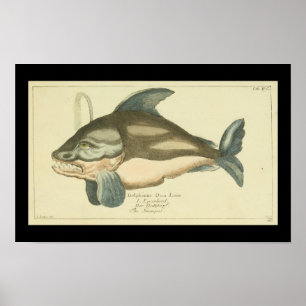 Vintage-Walillustration Orca Druck Poster